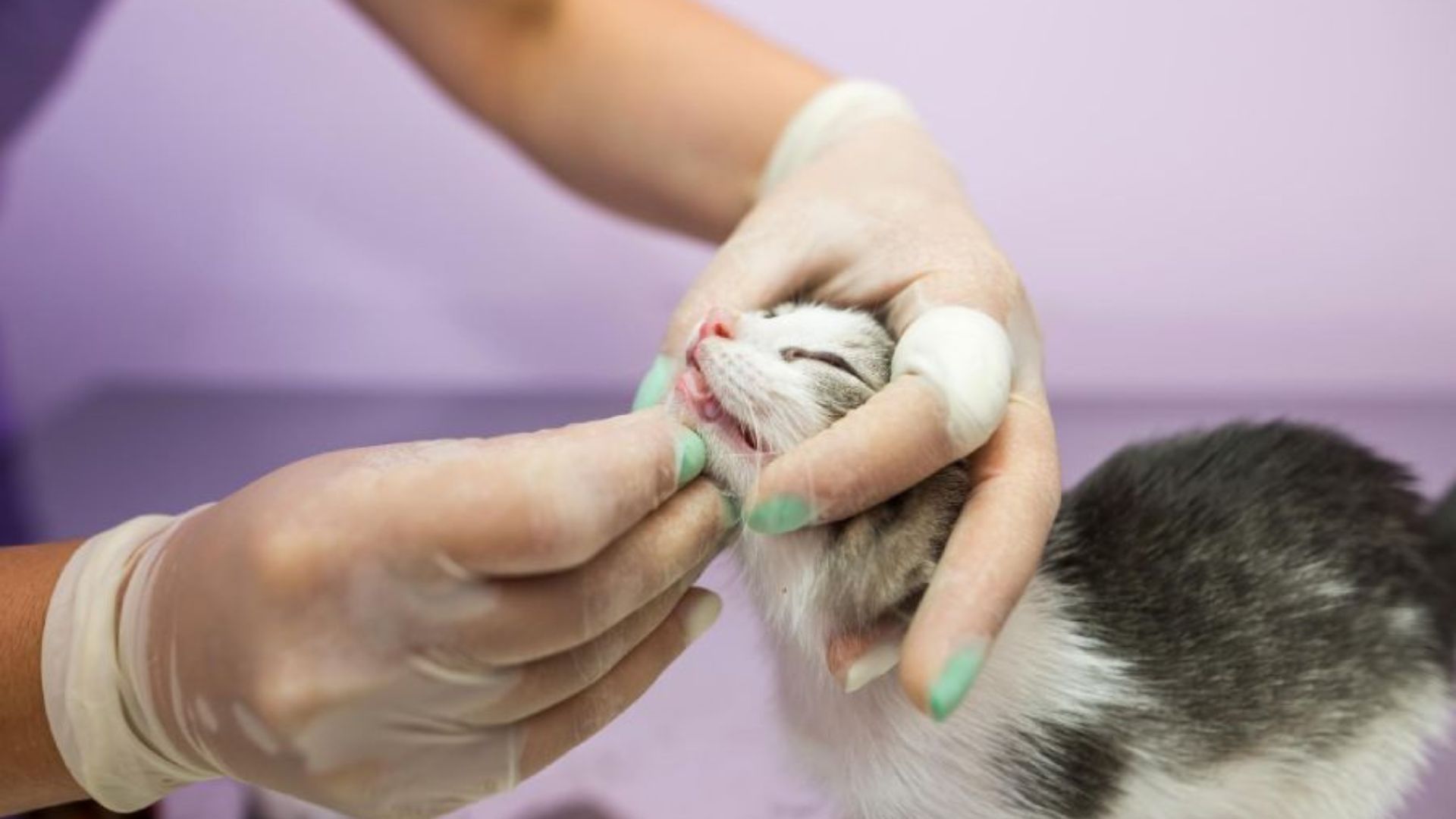 veterinarian examining teeth of a cat