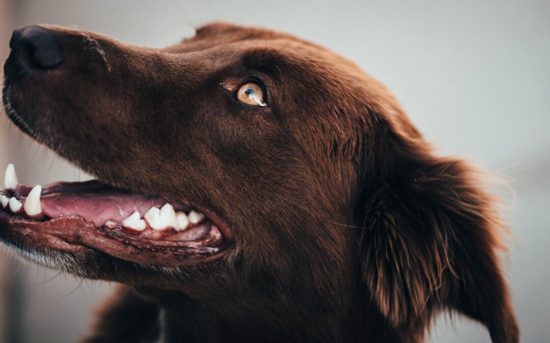 Exploring Canine Dental Health: A Comprehensive Guide for Pet Owners