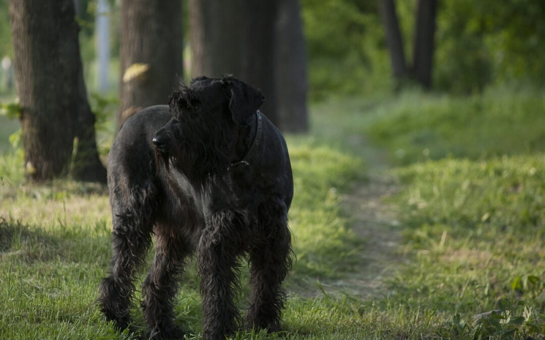 Managing Lyme Disease in Dogs: A Comprehensive Guide