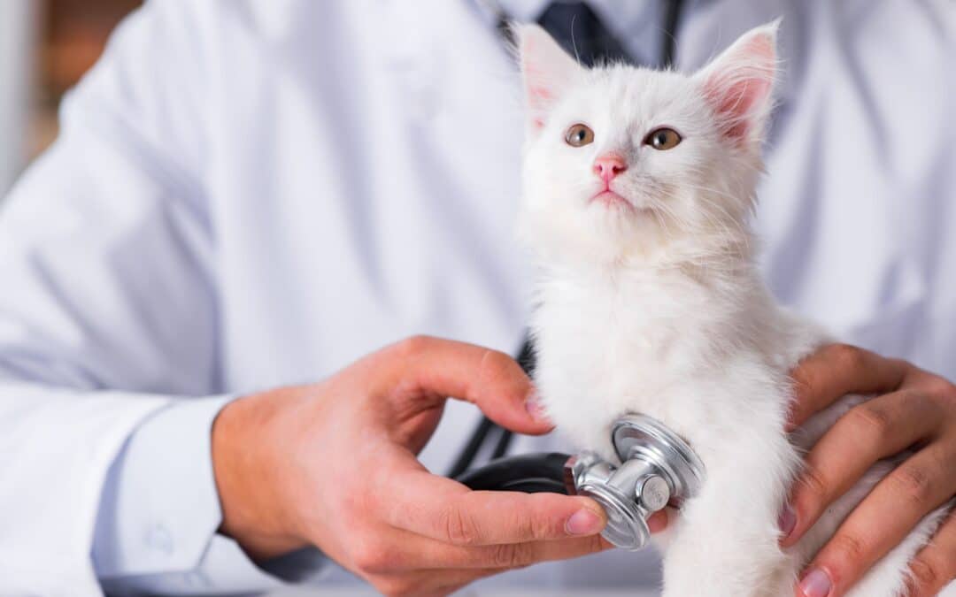 Vet examining a cat with a stethoscope